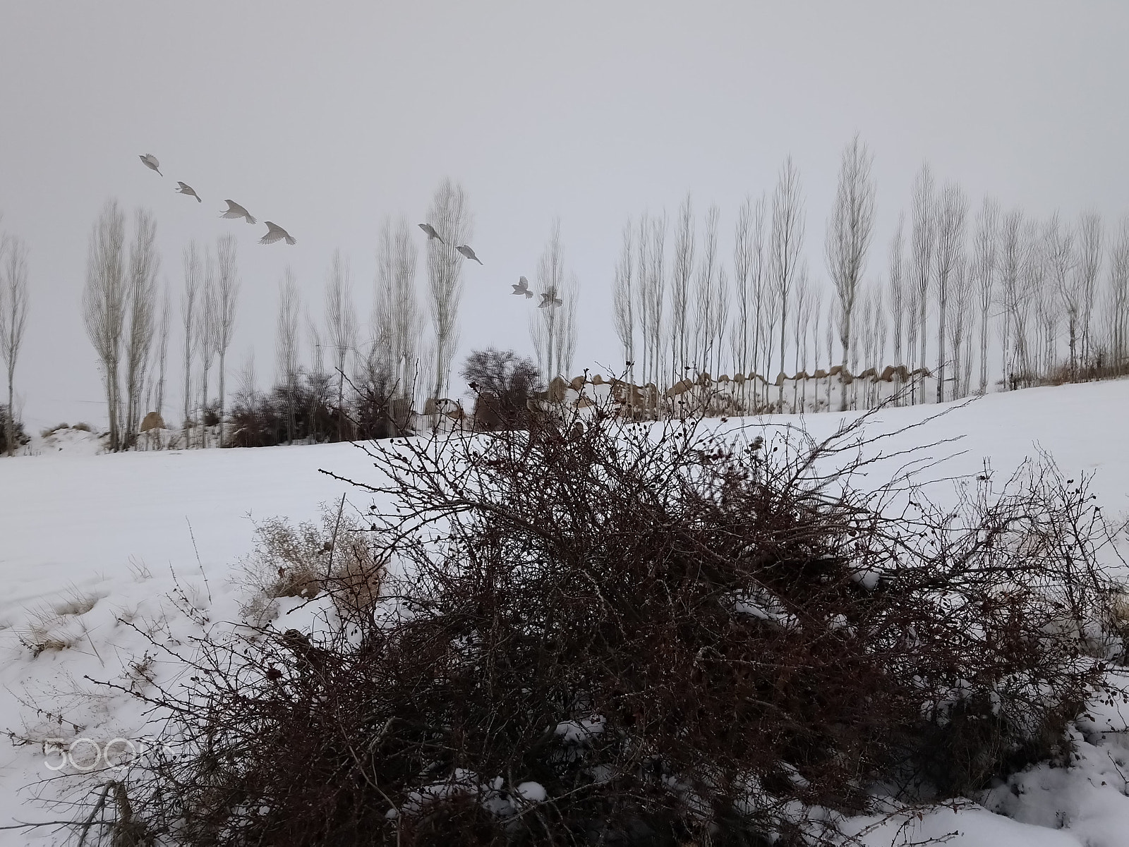 Sony Xperia XA1 Plus sample photo. Winter & birds photography