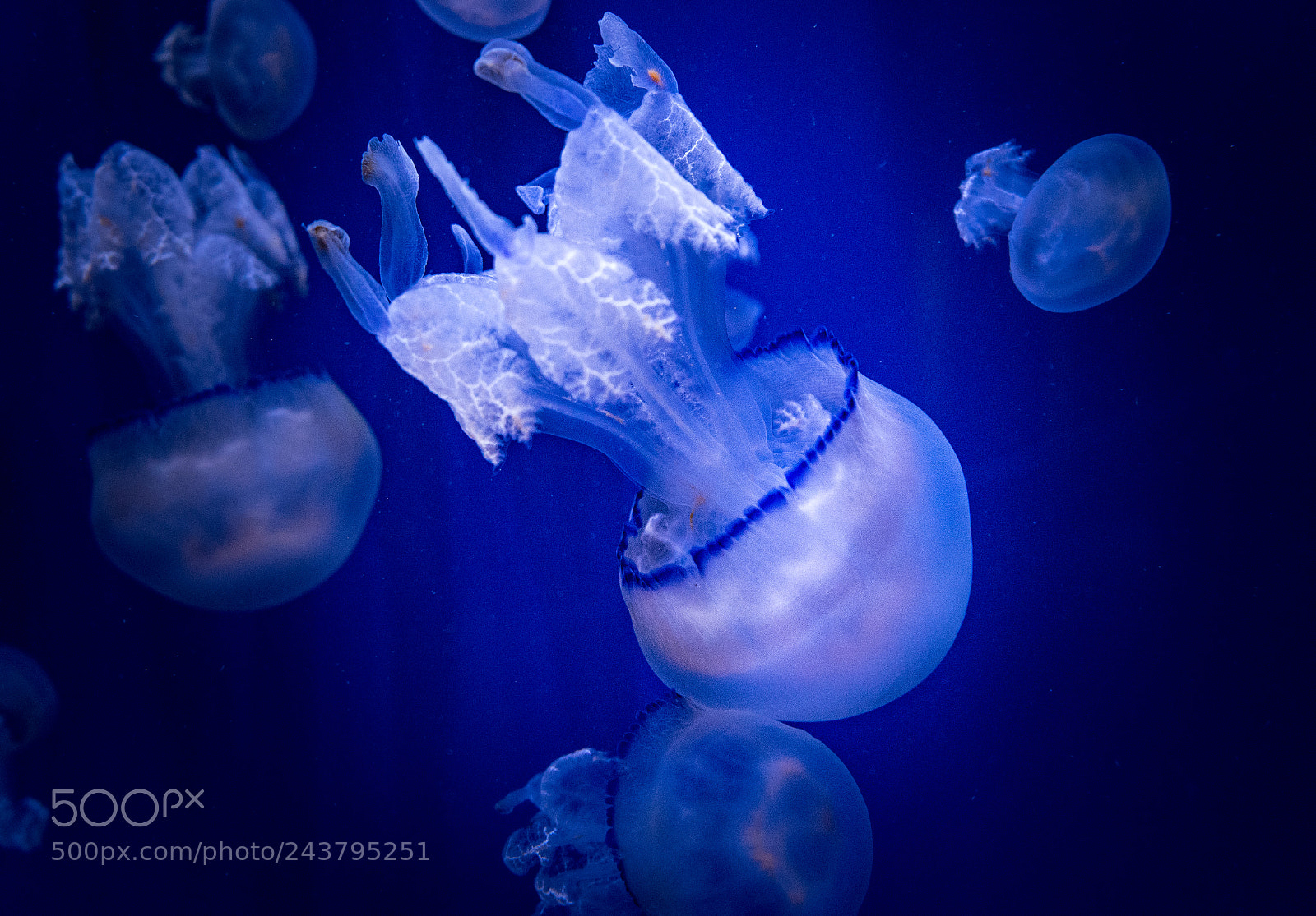 Sony a7 sample photo. Jellyfish photography