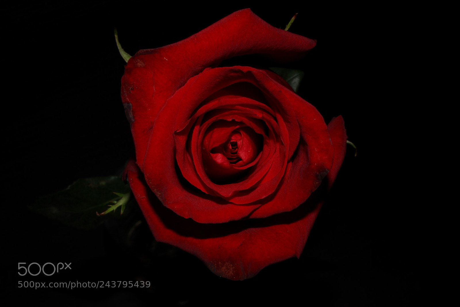 Canon EOS 100D (EOS Rebel SL1 / EOS Kiss X7) sample photo. Flowerhead of a red photography
