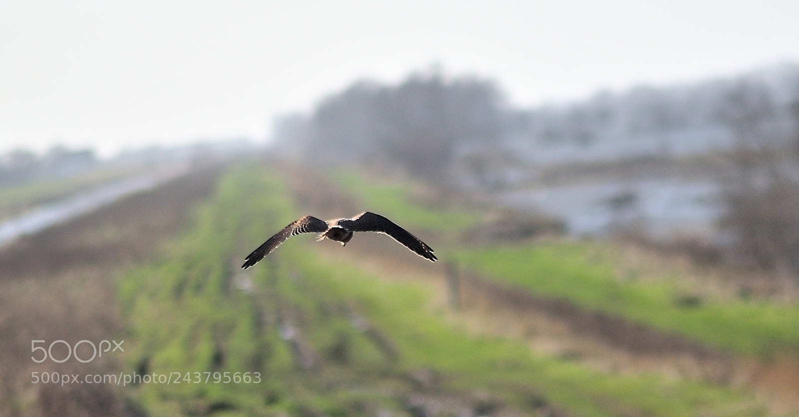 Nikon D5000 sample photo. On the hunt photography