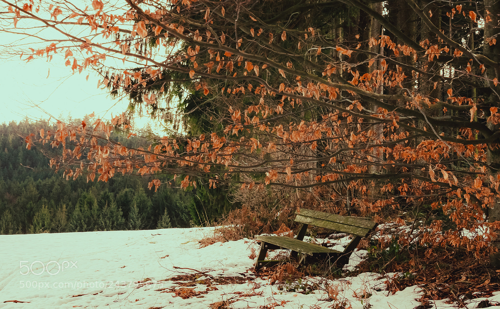 Nikon D3400 sample photo. Bench photography
