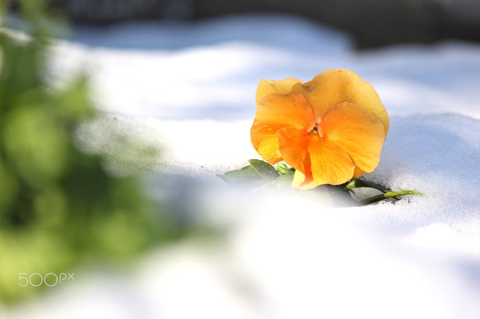 Canon EF-S 55-250mm F4-5.6 IS II sample photo. Snowy spirit photography