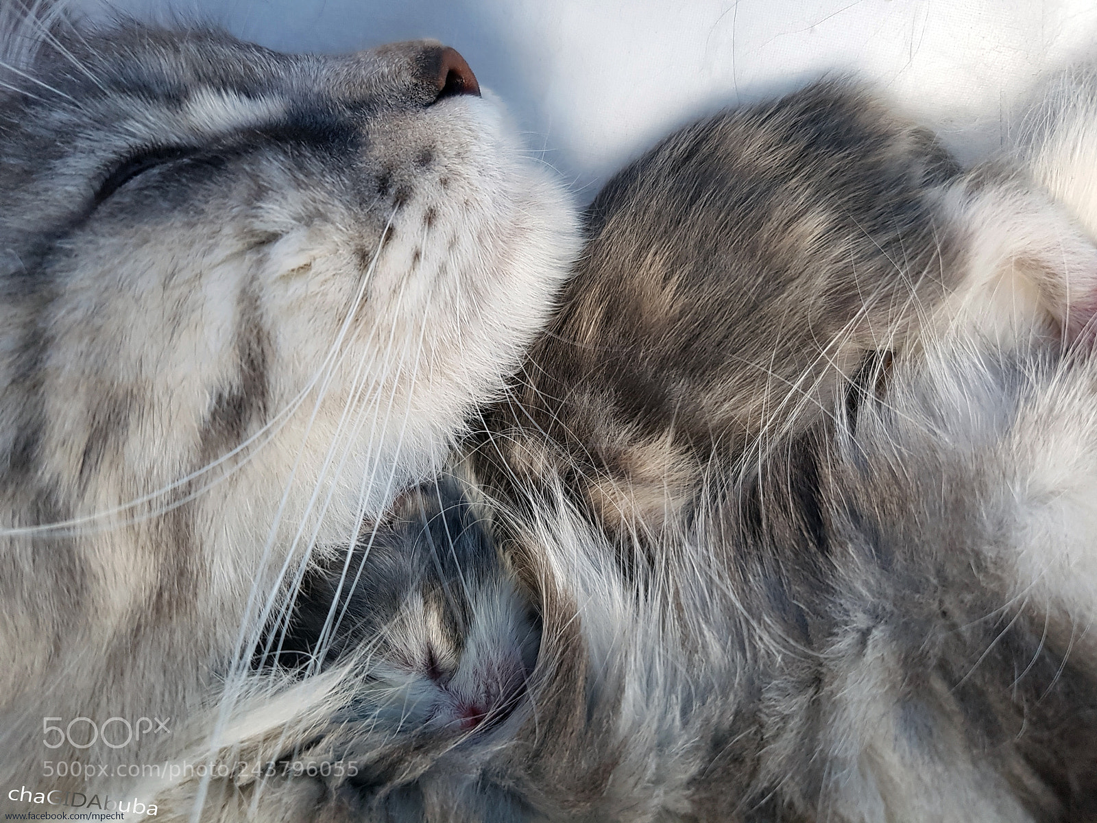 Samsung Galaxy S7 Edge sample photo. Kitten chagidabuba cattery maine photography