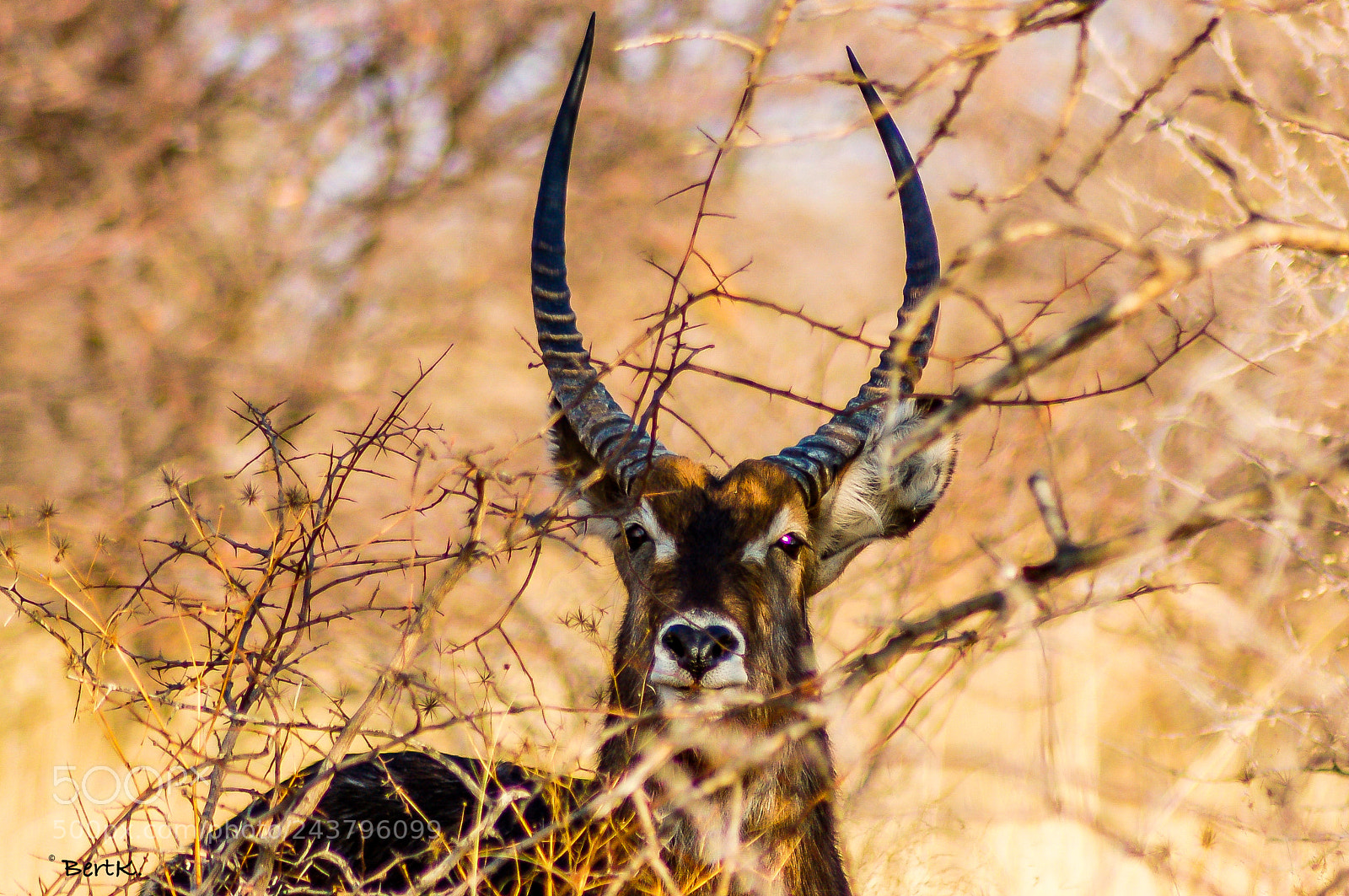 Nikon D50 sample photo. Waterbuck photography