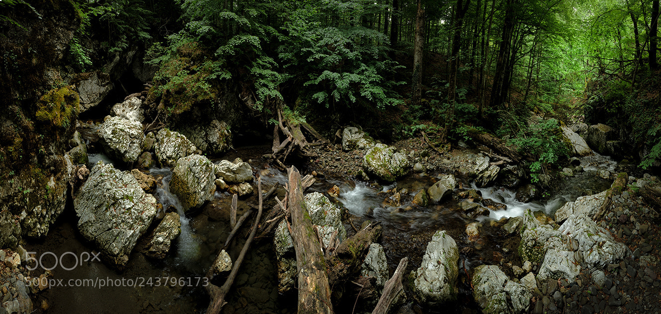 Nikon D90 sample photo. Forest river photography
