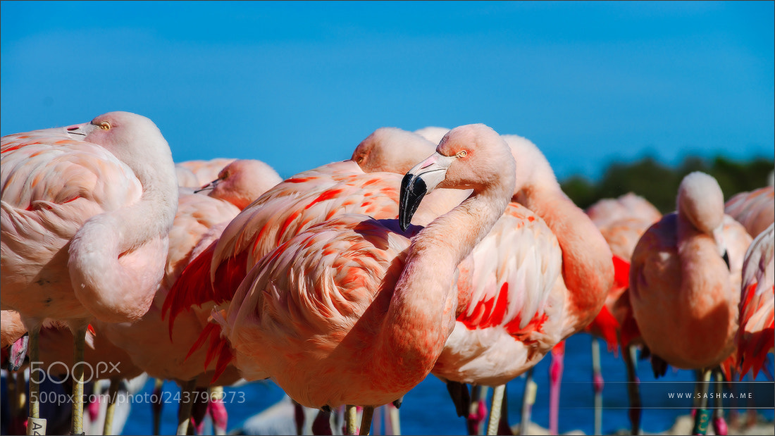 Sony Alpha a99 sample photo. Seashore colony of birds photography