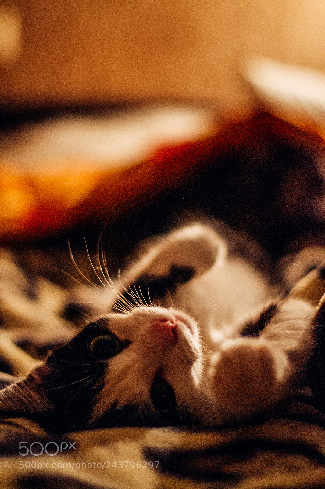 Nikon D3100 sample photo. Mika photography