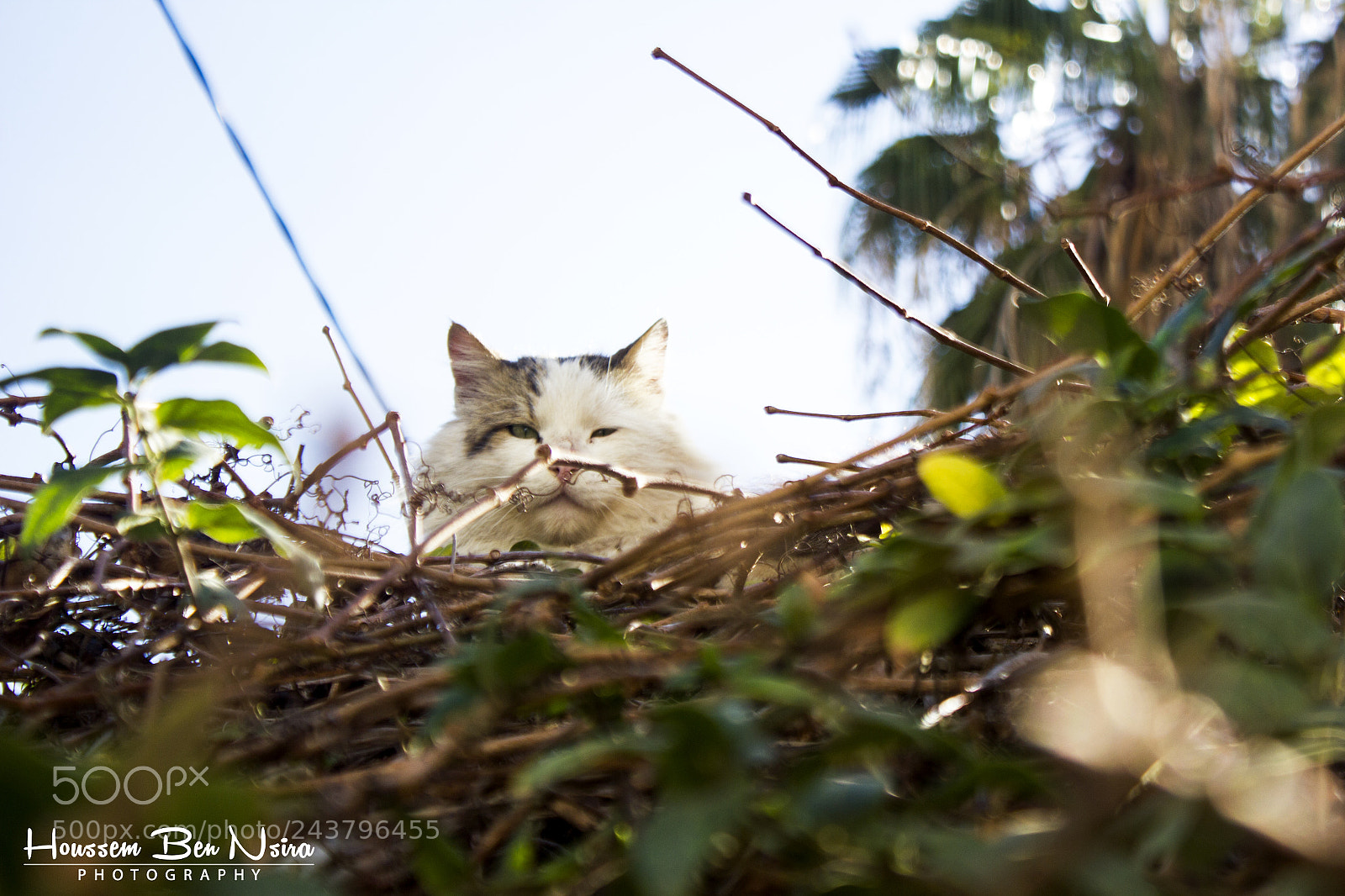 Canon EOS 550D (EOS Rebel T2i / EOS Kiss X4) sample photo. Waiting for hunting photography