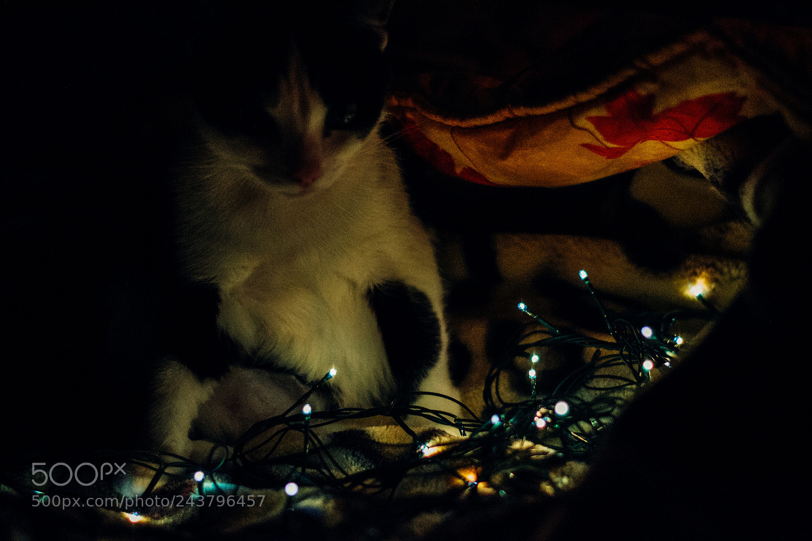 Nikon D3100 sample photo. M photography