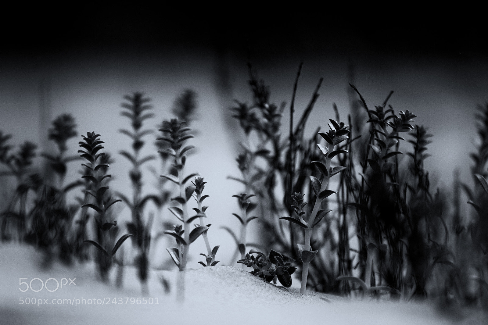 Canon EOS 60D sample photo. Cold grass photography