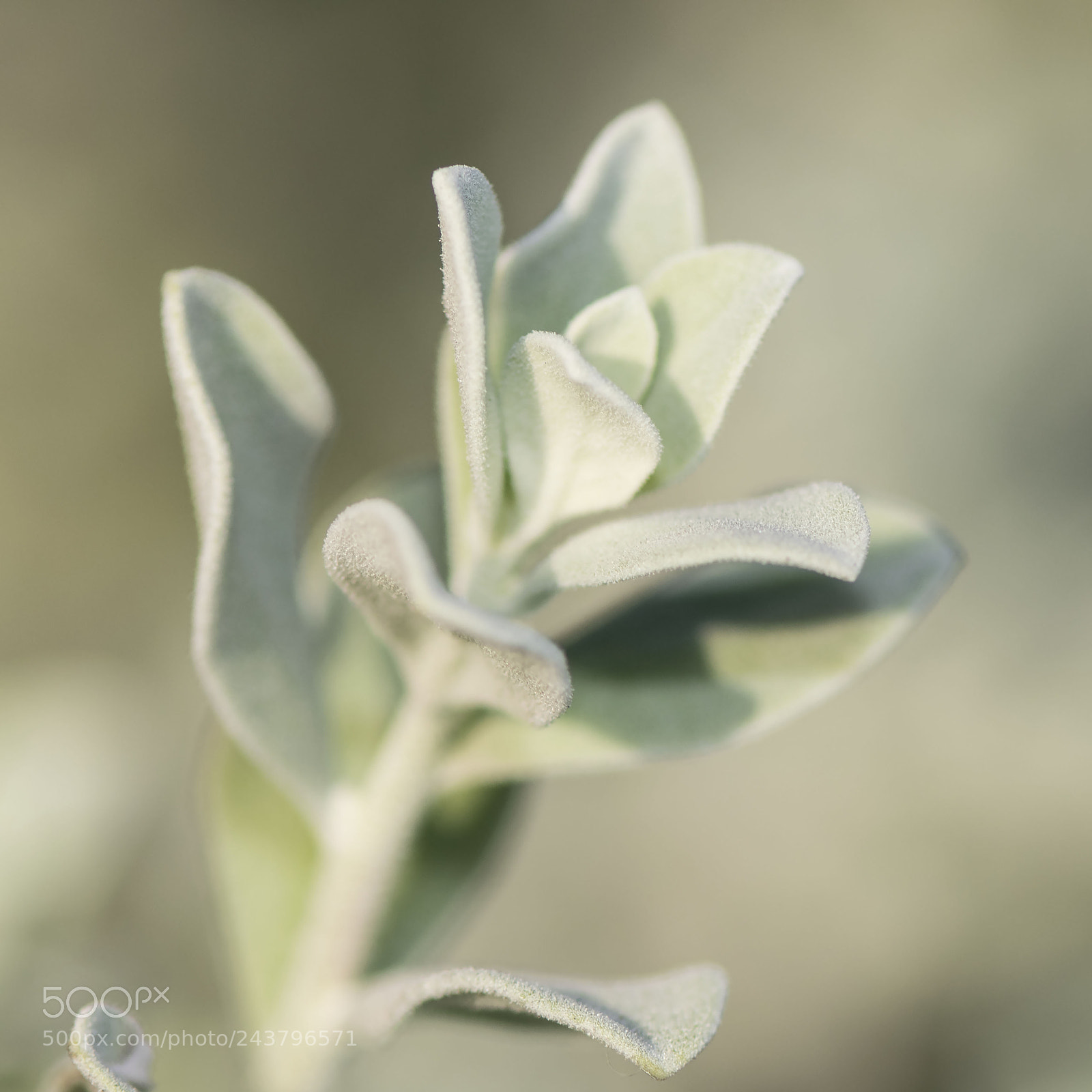 Nikon D500 sample photo. Green life photography
