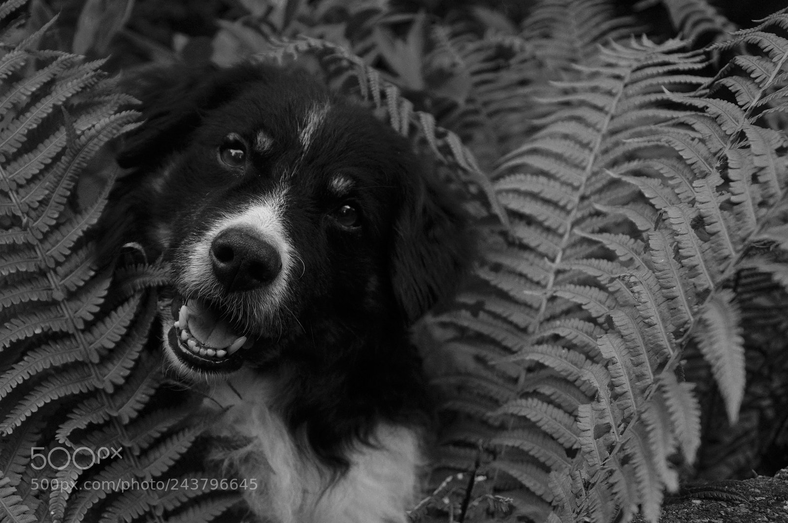 Nikon D90 sample photo. Man's best friend photography