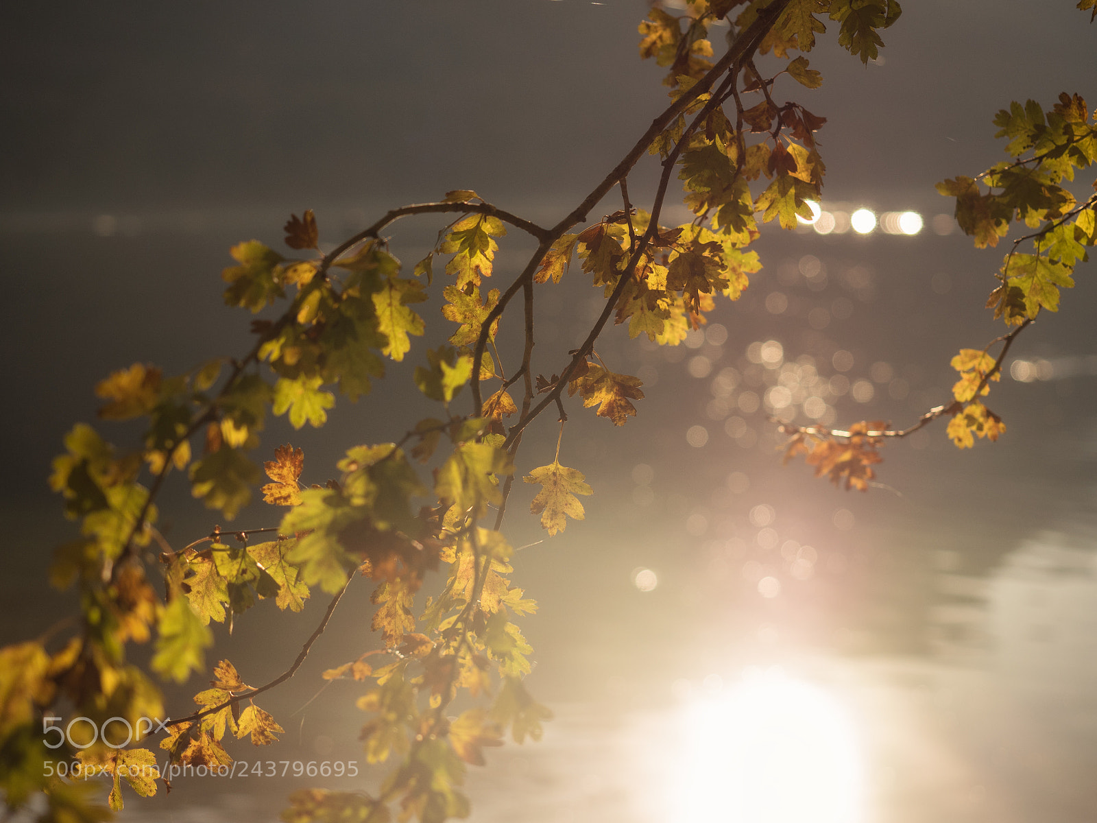 Olympus OM-D E-M5 II sample photo. Soft october light photography