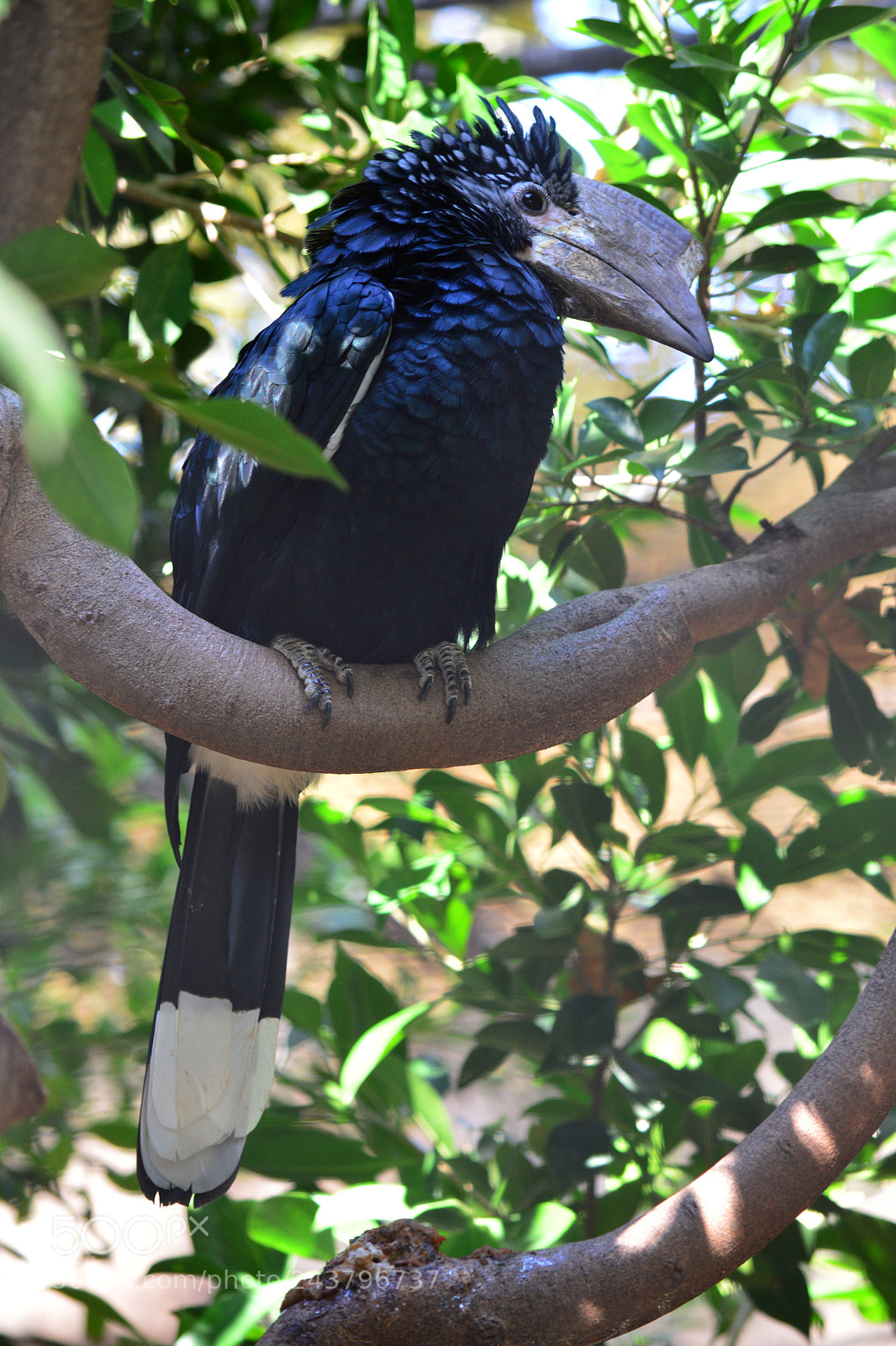 Nikon D3200 sample photo. Bird of paradise photography