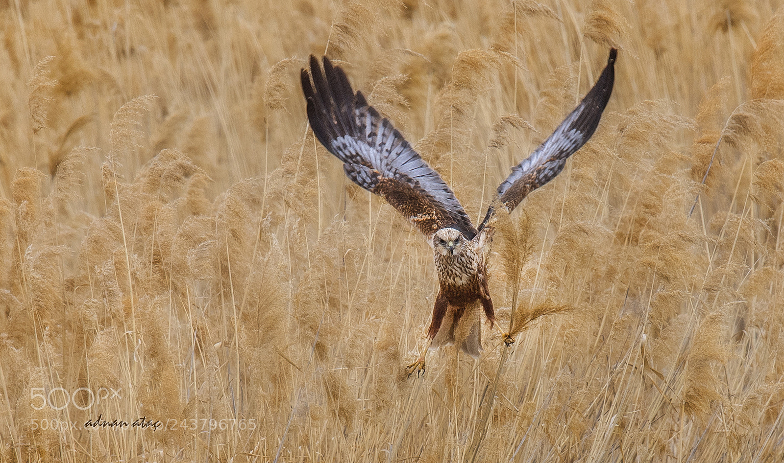 Nikon D5 sample photo. Saz delicesi - western photography