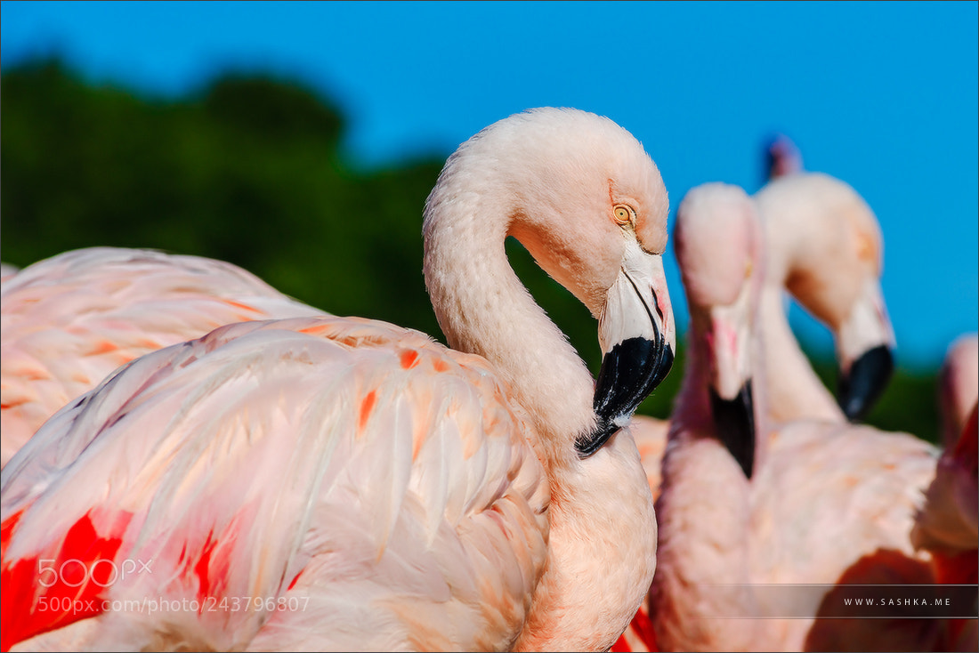 Sony Alpha a99 sample photo. Seashore colony of birds photography
