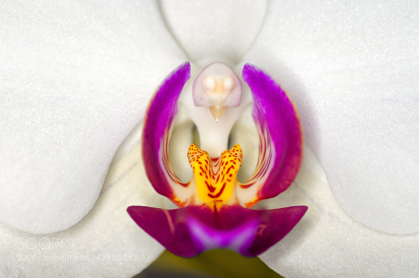 Nikon D90 sample photo. Phaleanopsis front photography