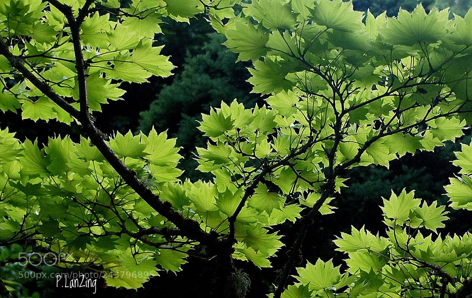 Olympus E-3 sample photo. Leaflight photography