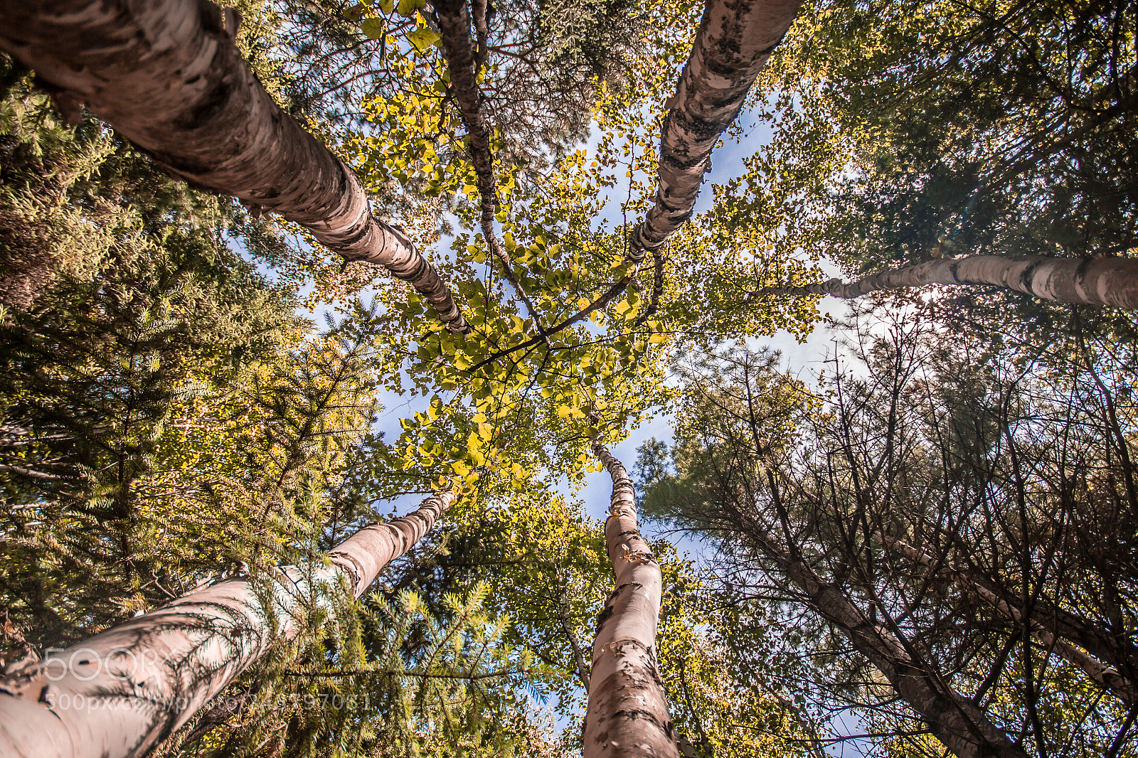 Canon EOS 60D sample photo. Canada arbre photography