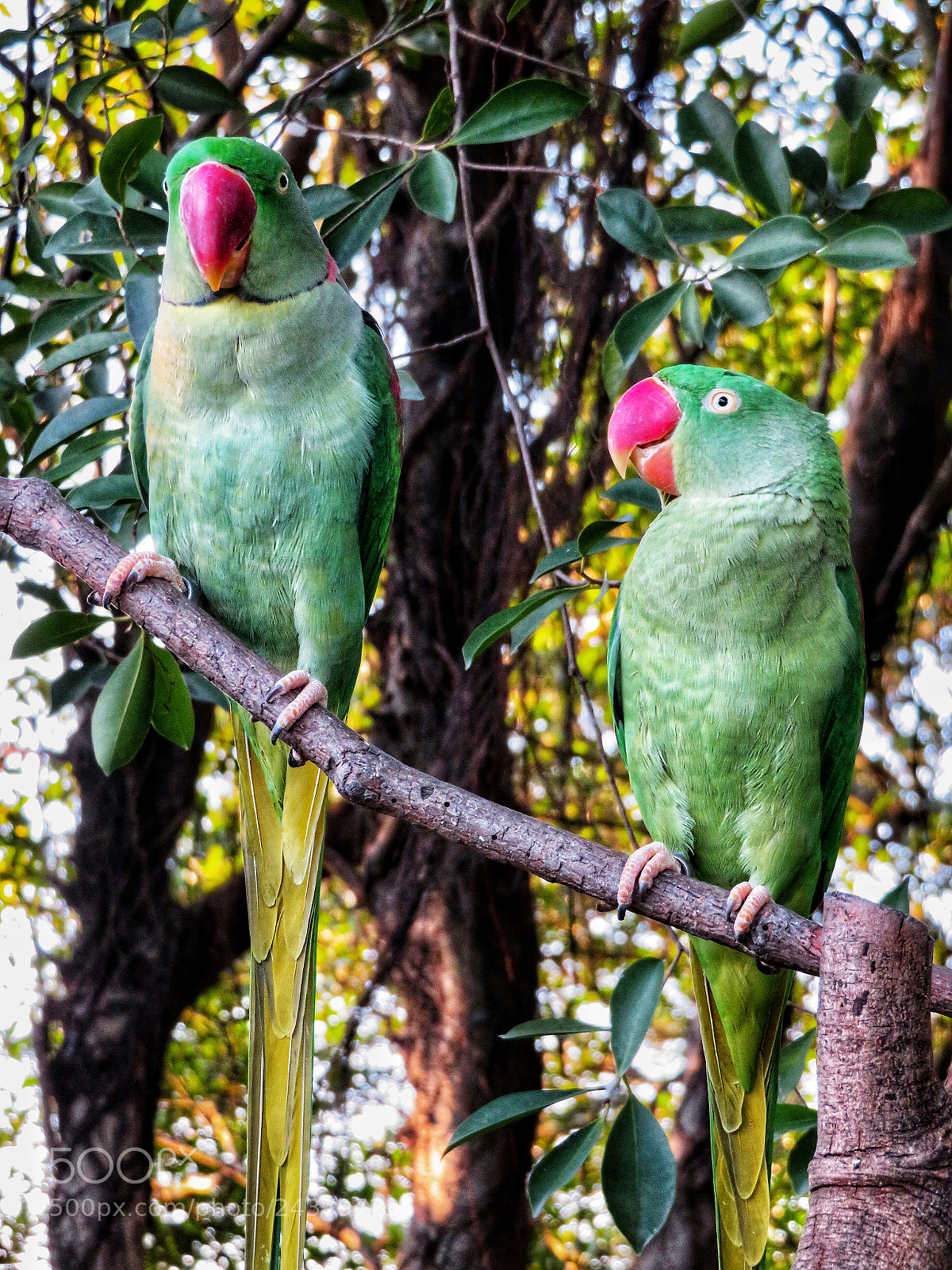 Canon PowerShot SX720 HS sample photo. Rose-ringed parakeet photography