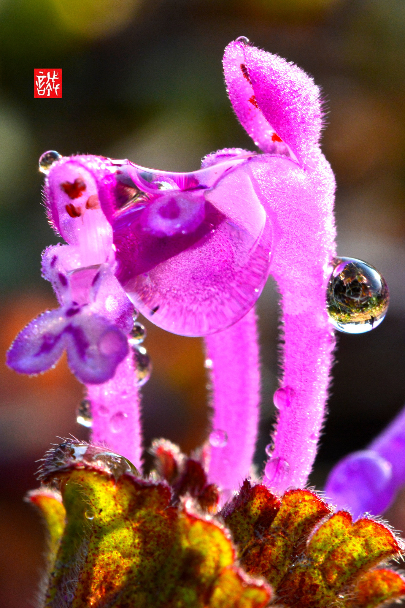 Nikon AF-S Micro-Nikkor 60mm F2.8G ED sample photo. Drops 0122 photography