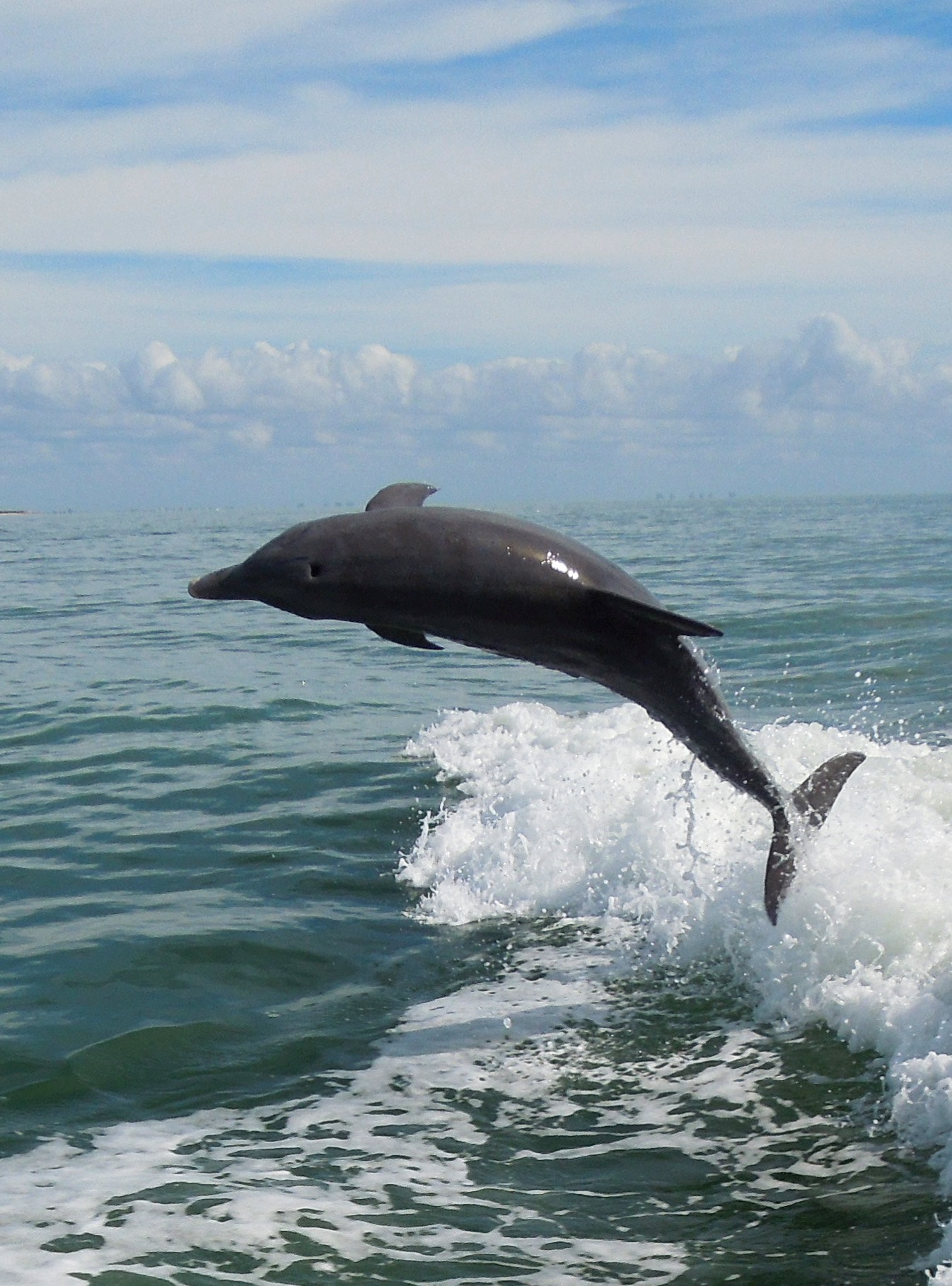 Nikon Coolpix S8200 sample photo. Native bottlenose dolphin showing off in gulf photography