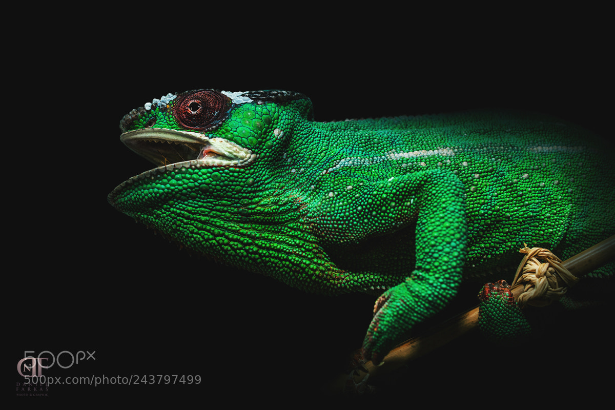 Canon EOS-1D Mark II sample photo. Pardal chameleon - nosy photography