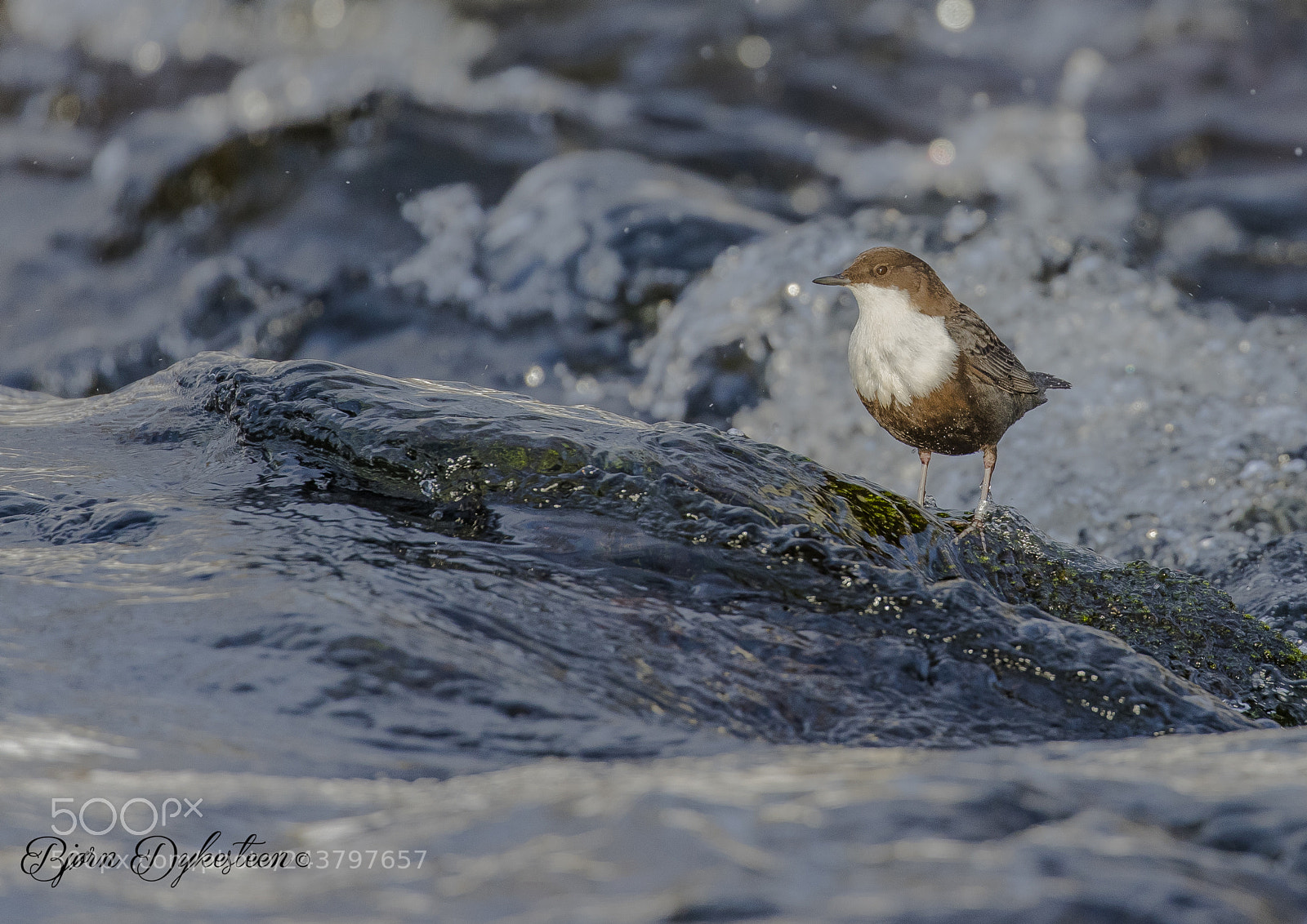 Canon EOS-1D X Mark II sample photo. Dippers in the cold photography