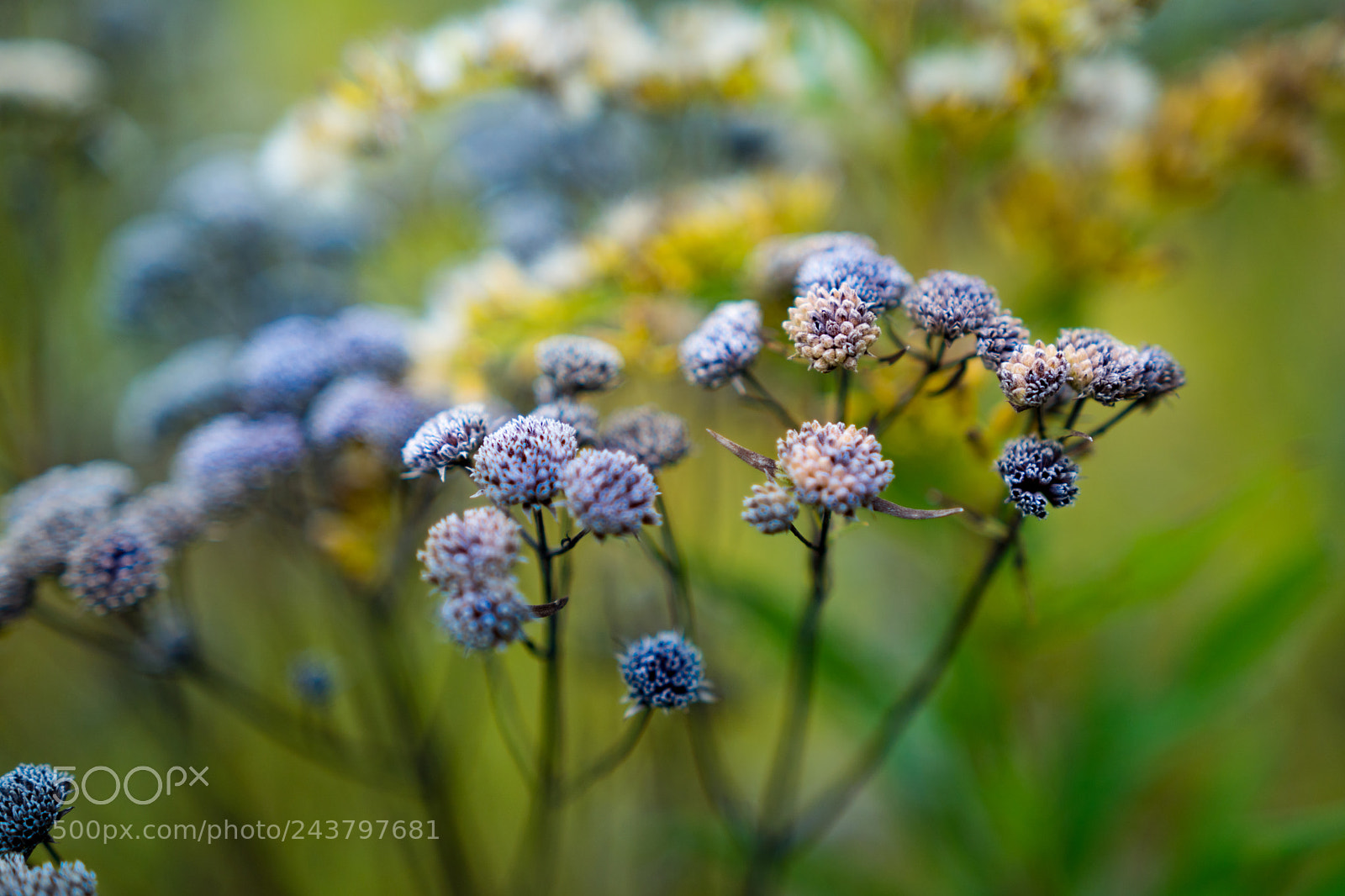 Sony a6300 sample photo. Fall flowers photography