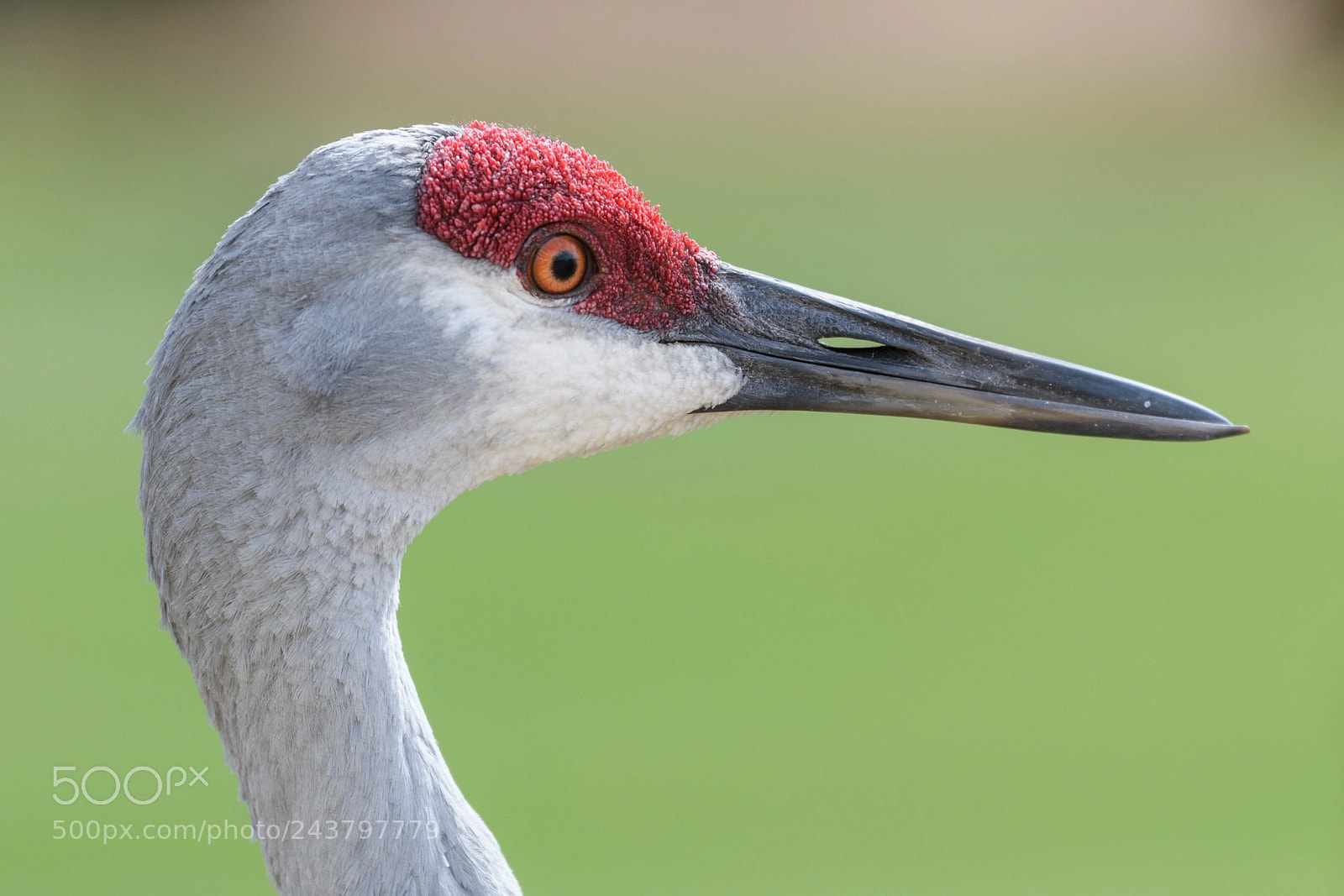 Nikon D850 sample photo. Sandhill crane - close photography