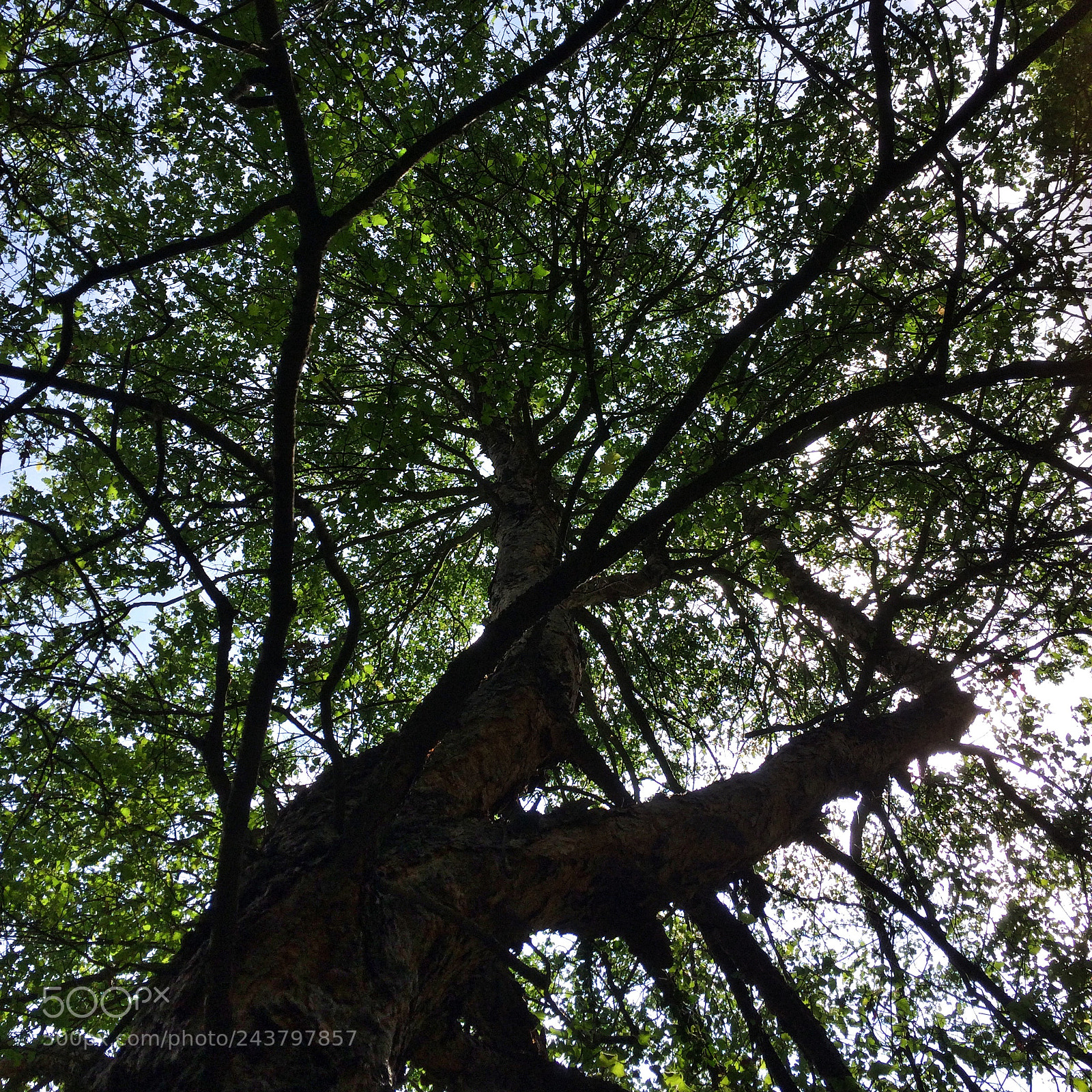 Apple iPhone 5s sample photo. Untitled photography