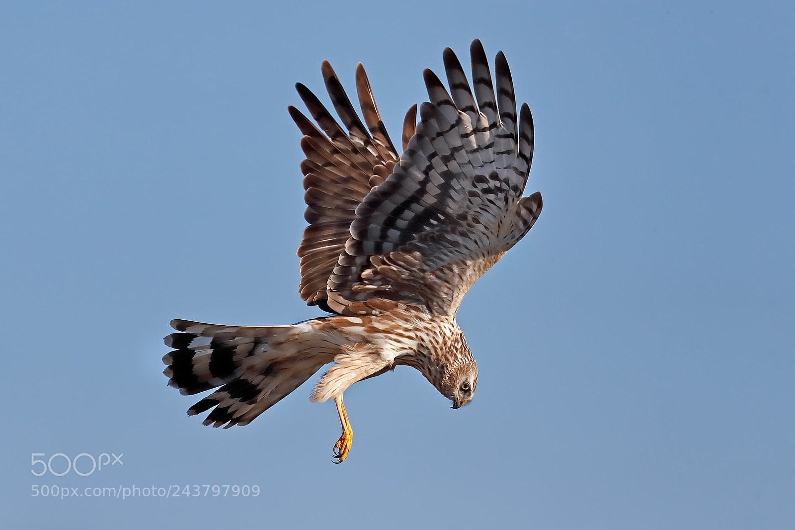 Canon EOS-1D X Mark II sample photo. Searching for a prey photography