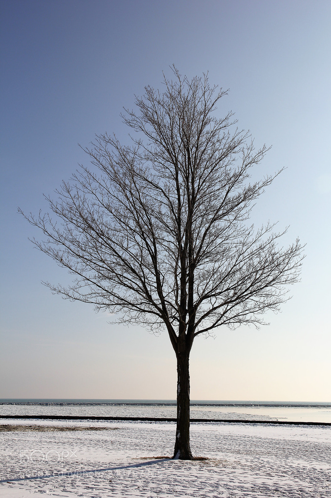 Canon EOS 60D sample photo. Lonetree photography