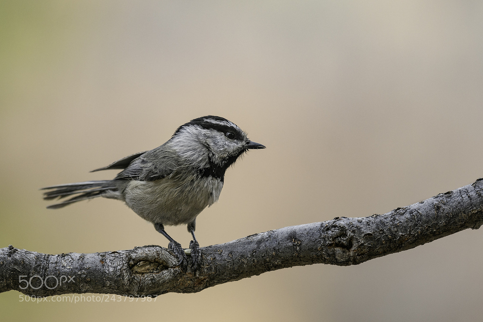 Nikon D500 sample photo. Mountain chickadee photography
