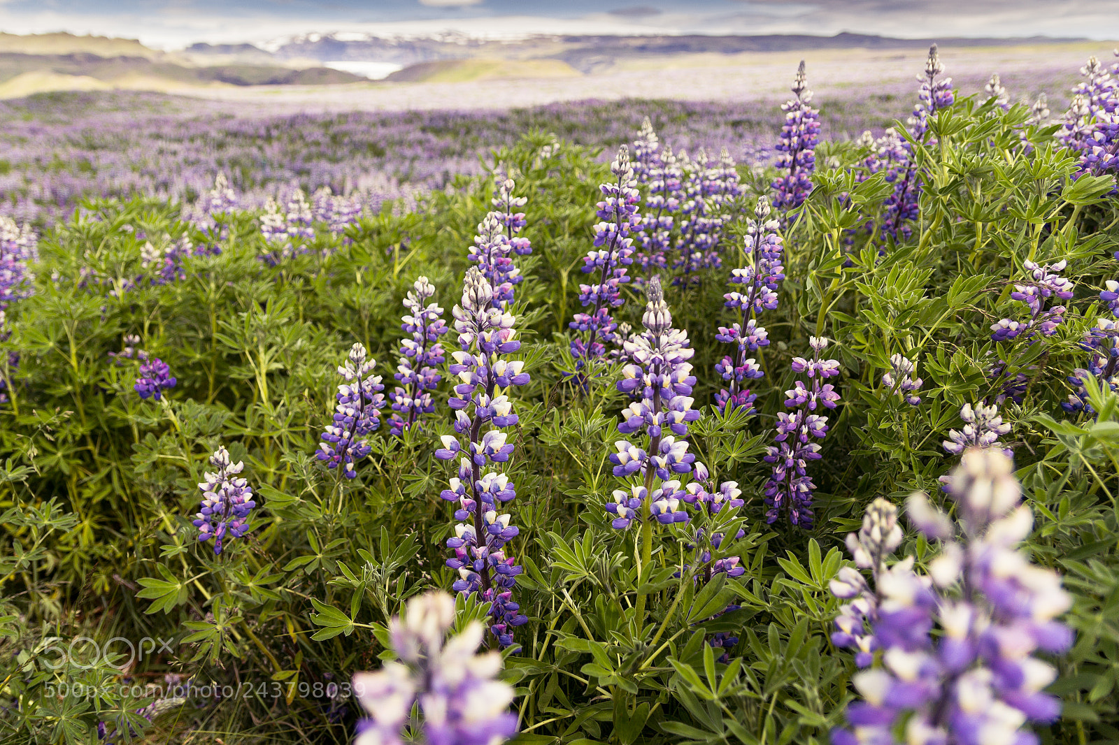 Canon EOS 60D sample photo. Lupines photography