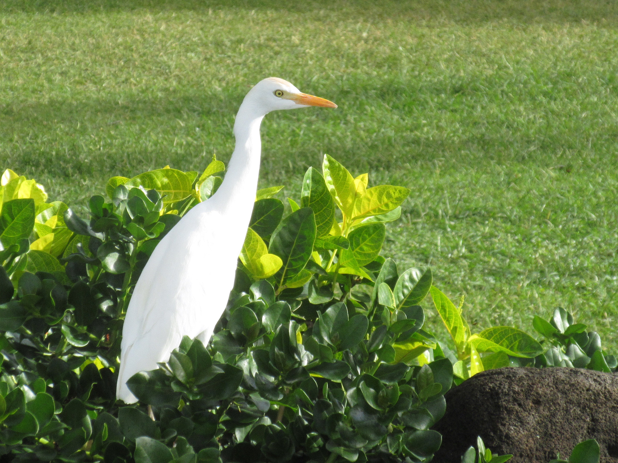 Canon PowerShot ELPH 350 HS (IXUS 275 HS / IXY 640) sample photo. Cattle egret (hawaii) photography