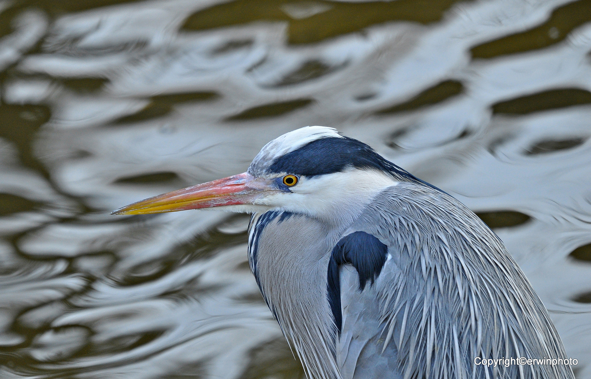Sigma 120-400mm F4.5-5.6 DG OS HSM sample photo. Graureiher photography