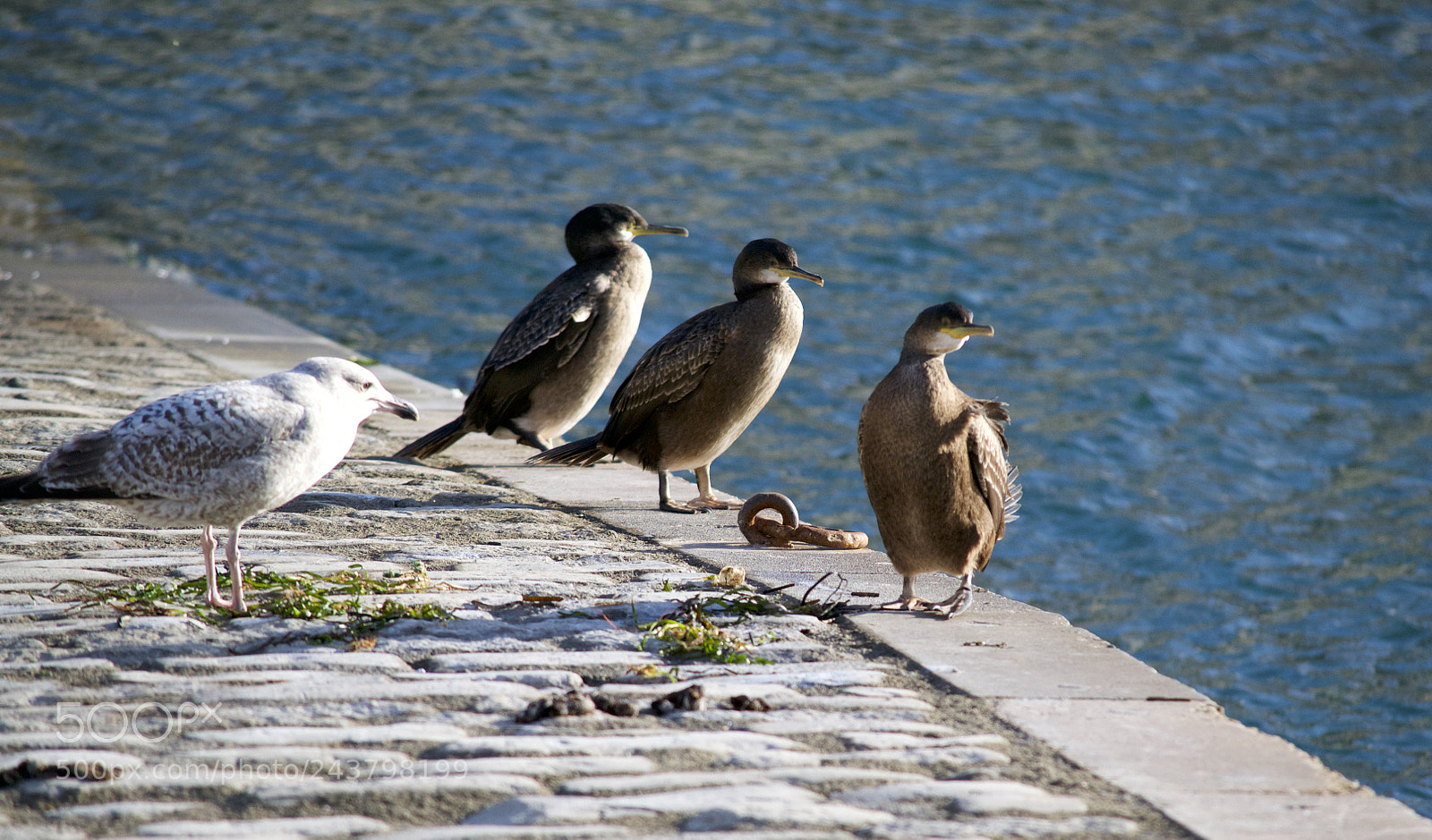 Nikon D3100 sample photo. Seagull wanting to be photography