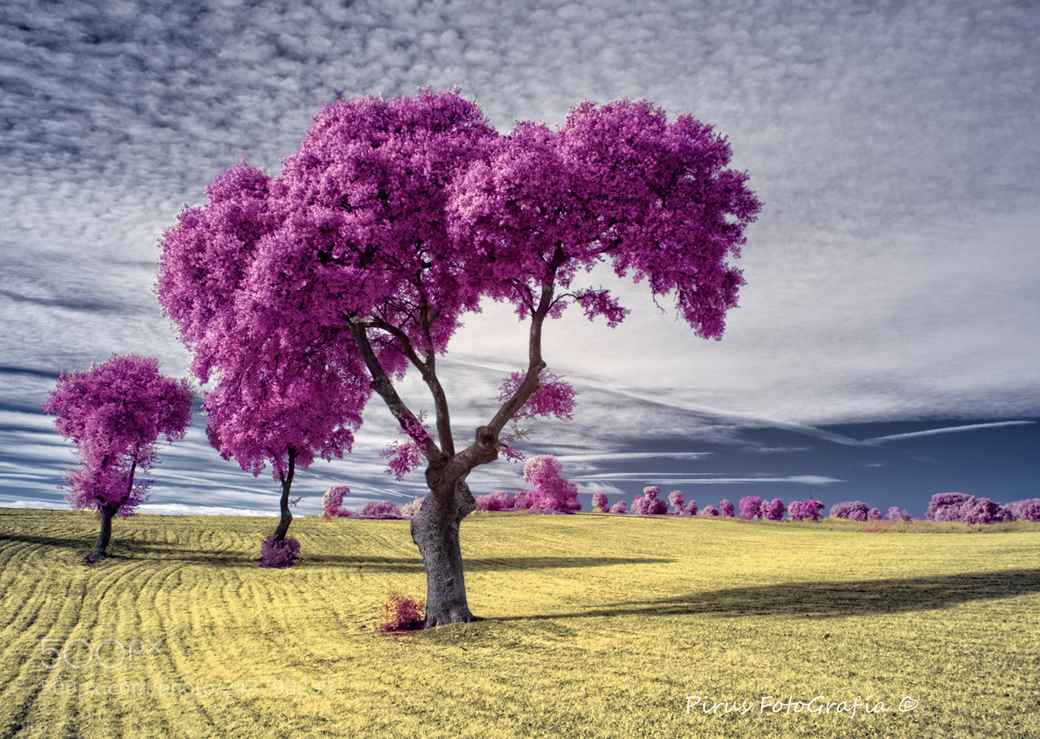 Olympus OM-D E-M5 sample photo. Infrared oak field photography