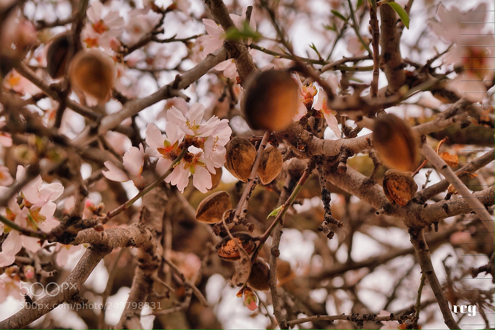 Sony Alpha a5000 (ILCE 5000) sample photo. Flores y almendras. photography