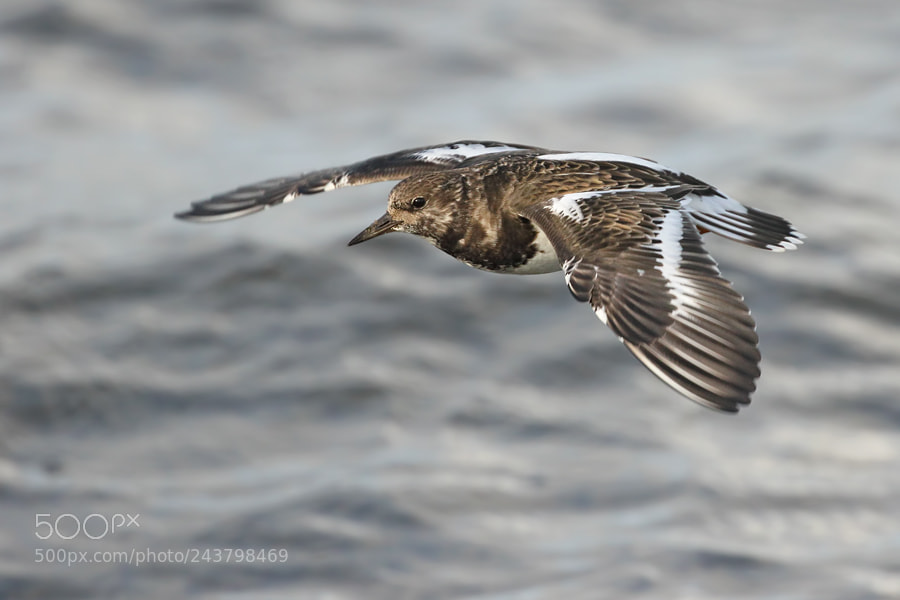 Canon EOS 7D Mark II sample photo. Turnstone photography