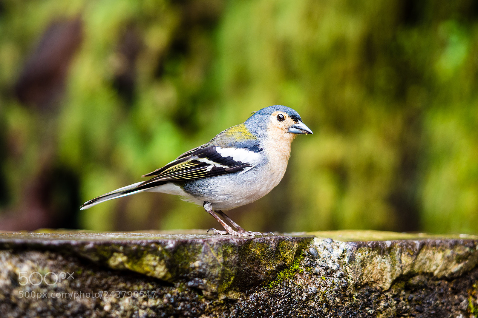 Olympus OM-D E-M5 sample photo. Wildlife of madeira photography