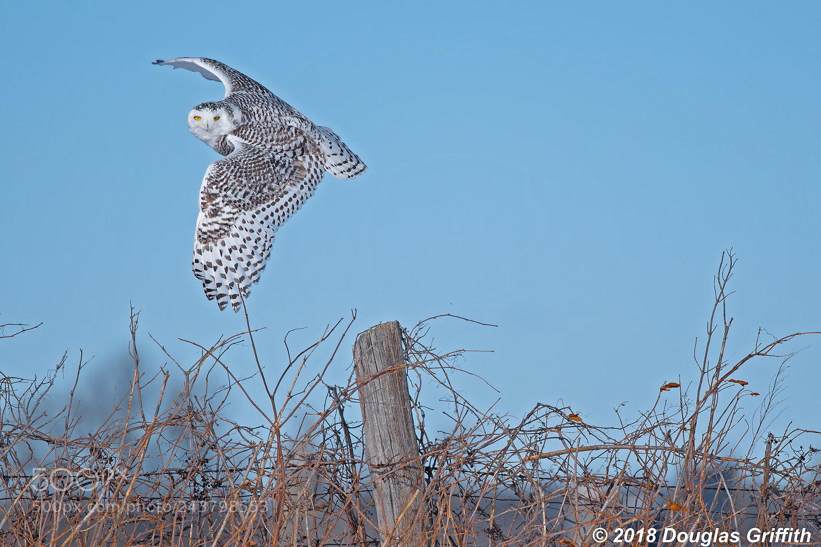 Nikon D500 sample photo. Female snowy owl bubo photography