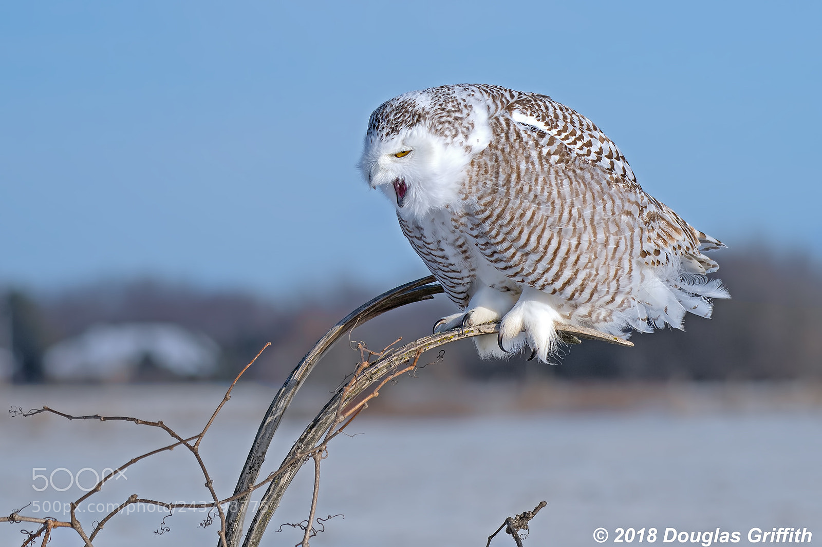 Nikon D500 sample photo. Screaming female snowy owl photography