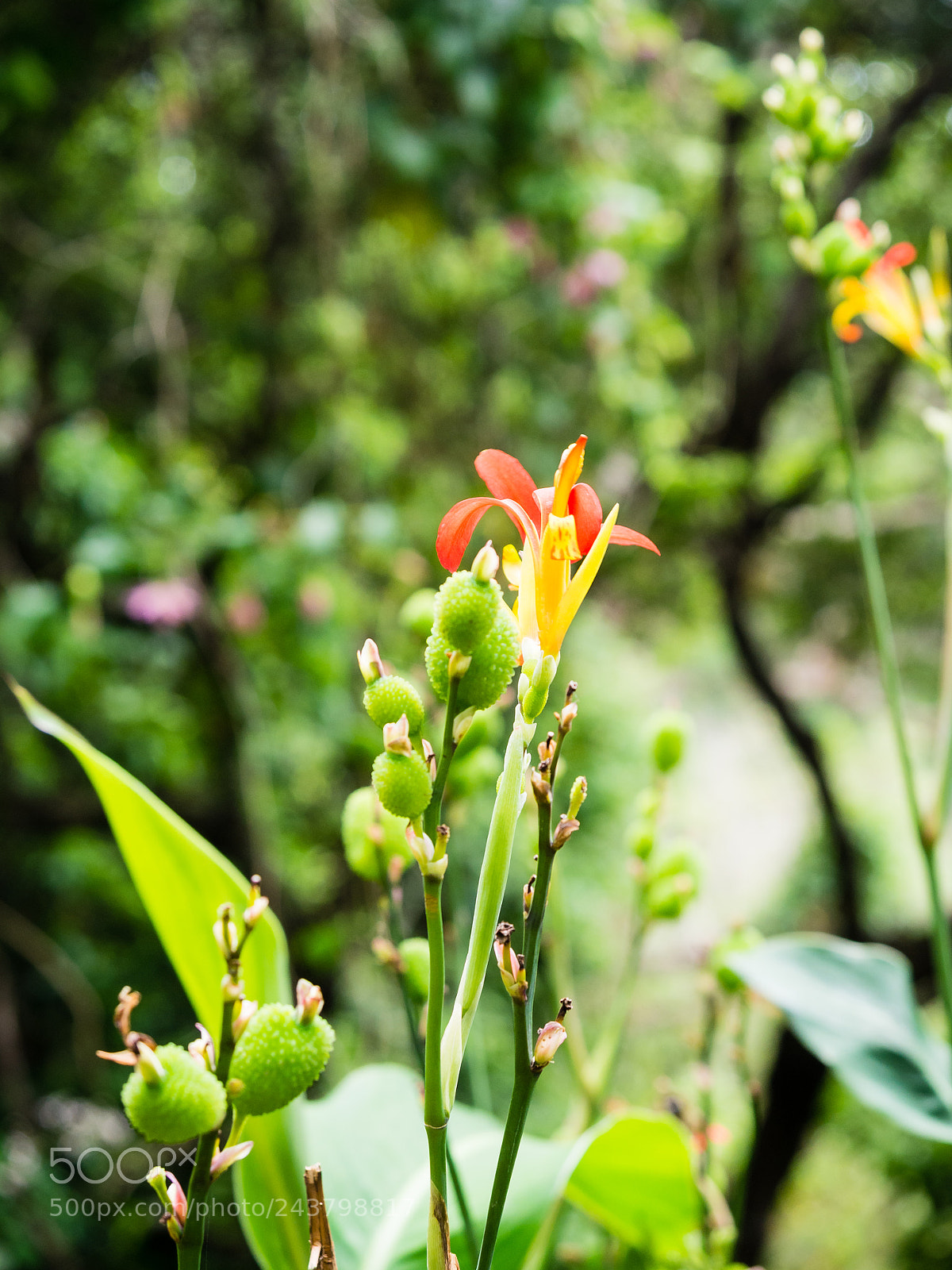 Olympus OM-D E-M5 sample photo. Colors of madeira photography