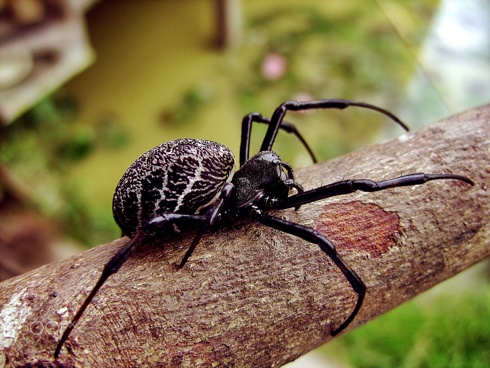 Sony DSC-S800 sample photo. Spidey photography