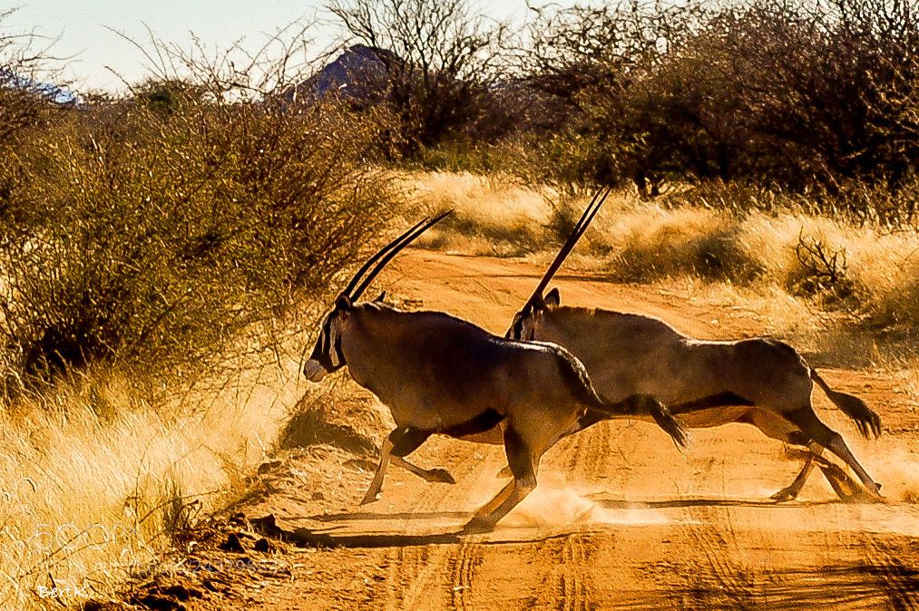 Nikon D50 sample photo. Oryx photography