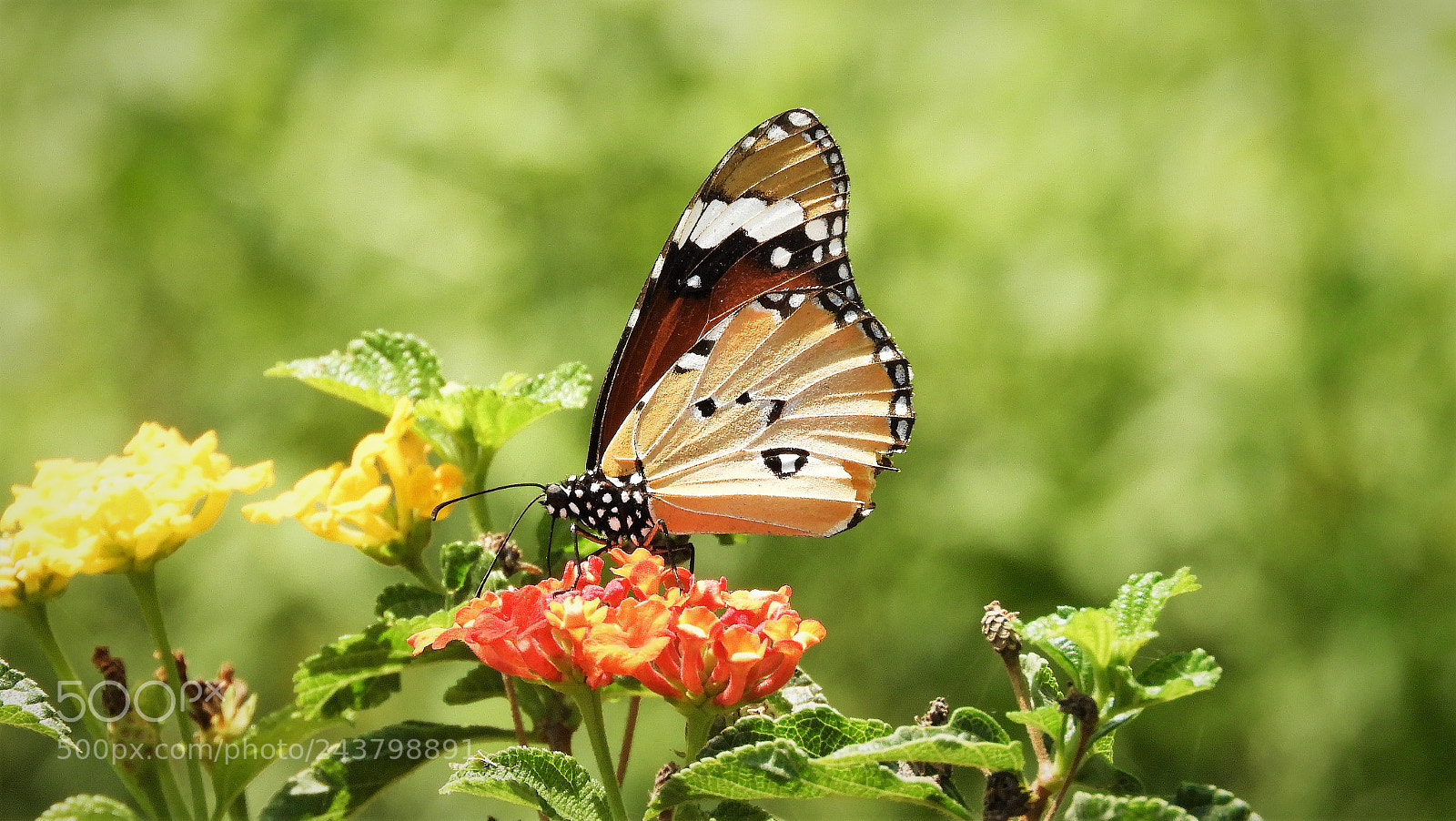 Nikon Coolpix B700 sample photo. Plain tiger photography