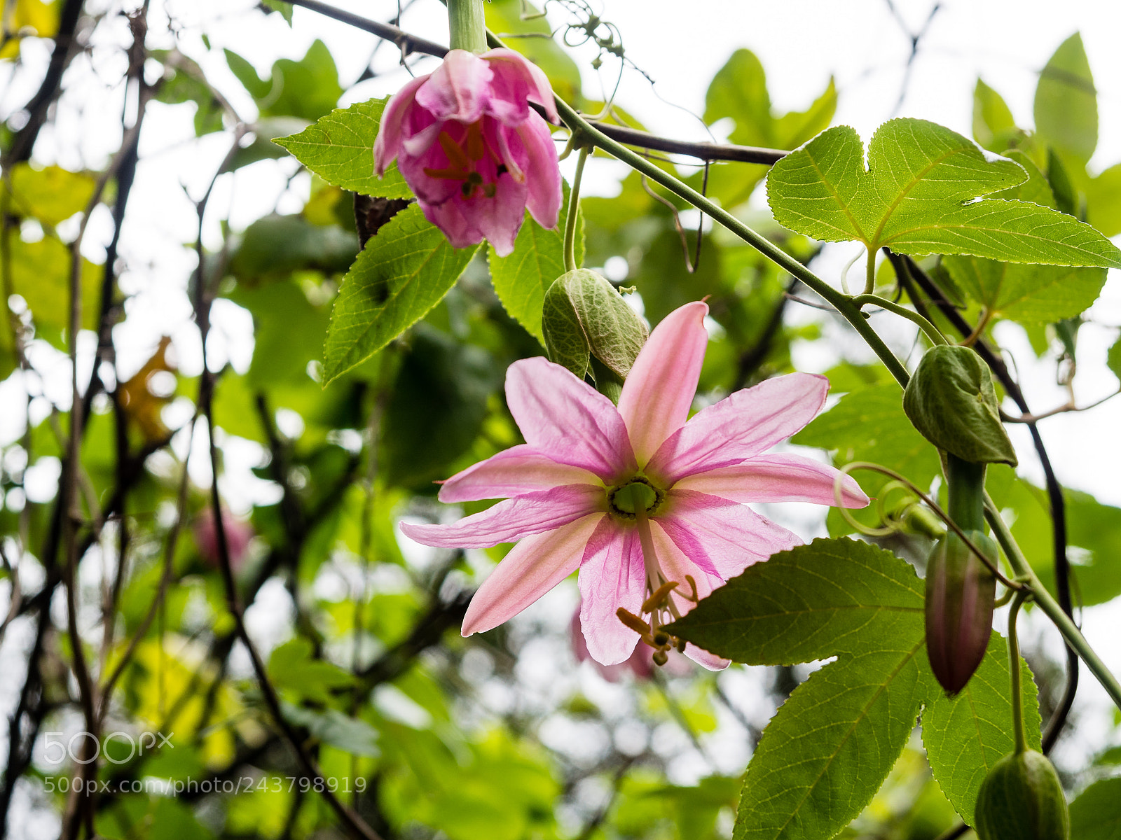 Olympus OM-D E-M5 sample photo. Colors of madeira photography