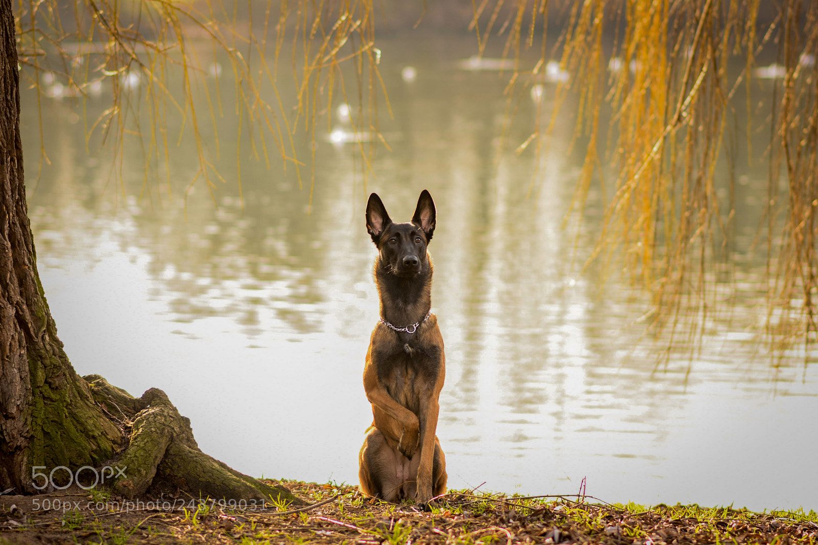 Nikon D7200 sample photo. Untitled photography